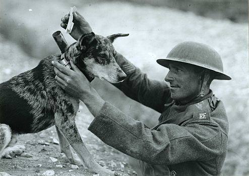 Black and white picture of a soldier attaching a collar to a cattle dog.