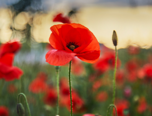 South Australia pauses to commemorate Remembrance Day