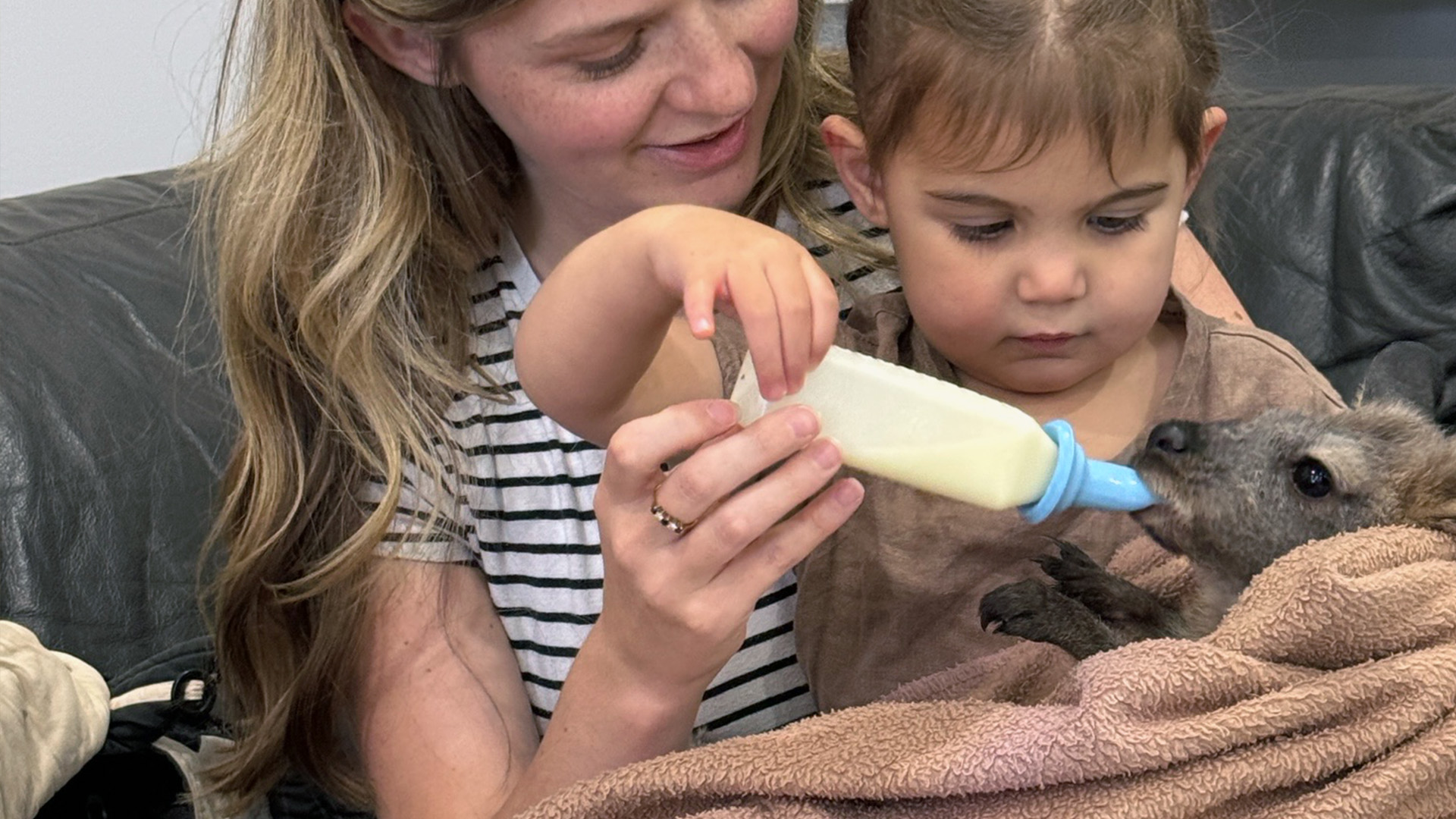 Mother and her child feeding a baby kangaroo at the Lara and her family at the Uleybury Native Wildlife Sanctuary